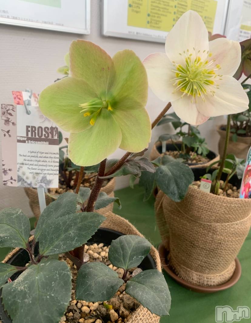 �����������Х��顦����ֽϽ�����Х��� Lips(���奯���祭��Х����åץ�) ��2026ǯ3��10���̥�֥����֤��ߤǤ�💚��