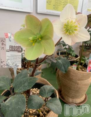 �����������Х��顦����ֽϽ�����Х��� Lips(���奯���祭��Х����åץ�) ���ߤ�3��10���̥�֥����֤��ߤǤ�💚��