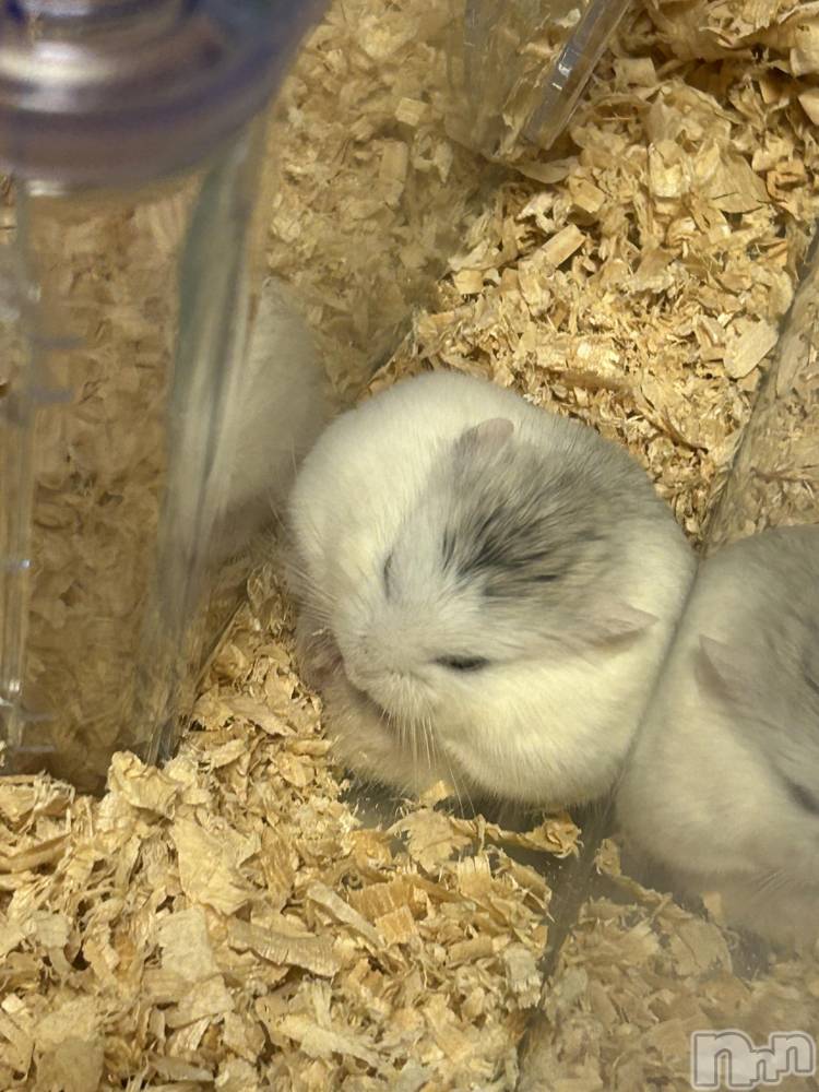 ƲХ顦clubTiara(ƥ) 113̥֥֤