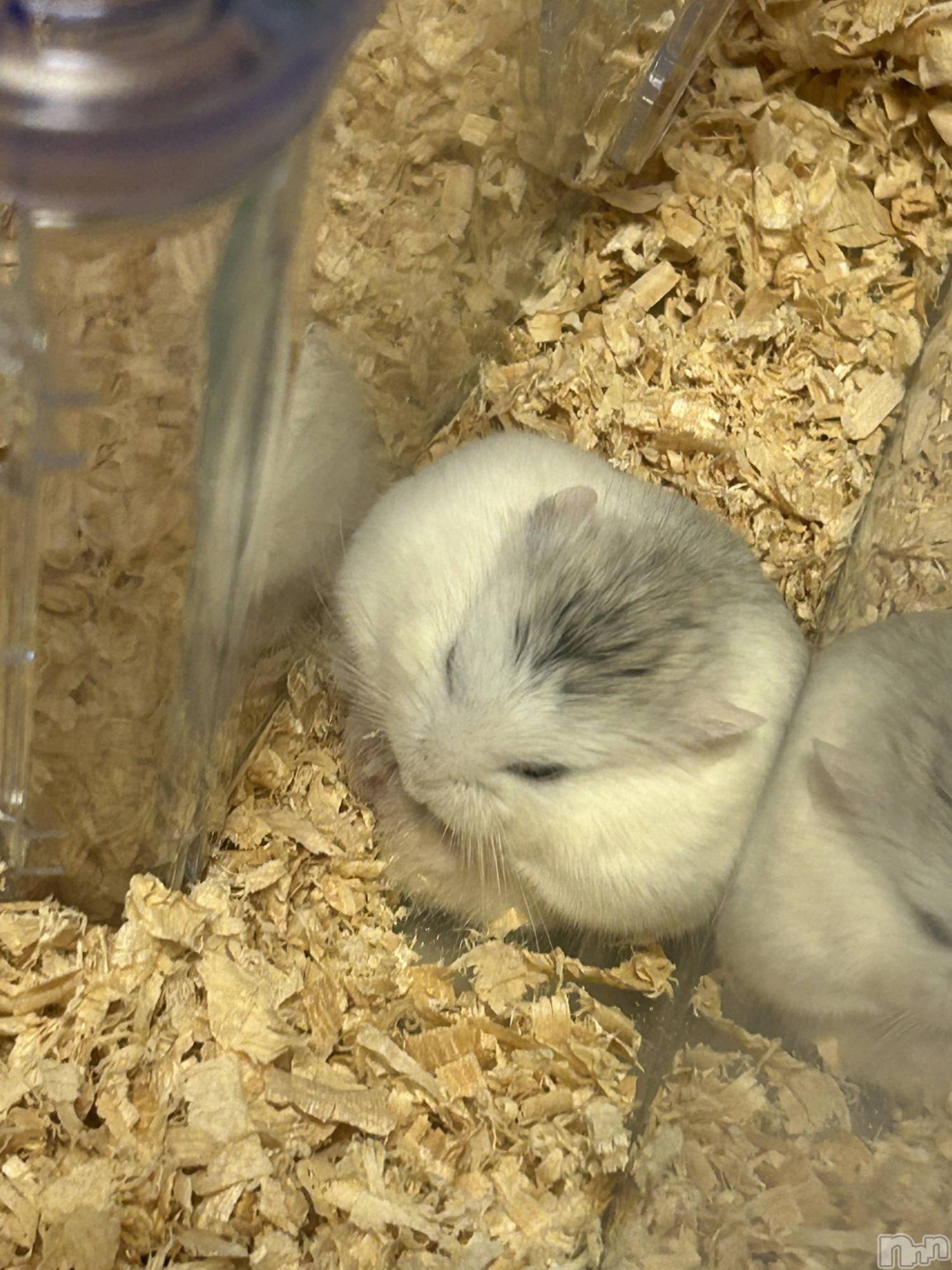 ƲХ顦clubTiara(ƥ) 2025ǯ113̥֥֤