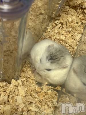 ƲХ顦clubTiara(ƥ) 113̥֥֤