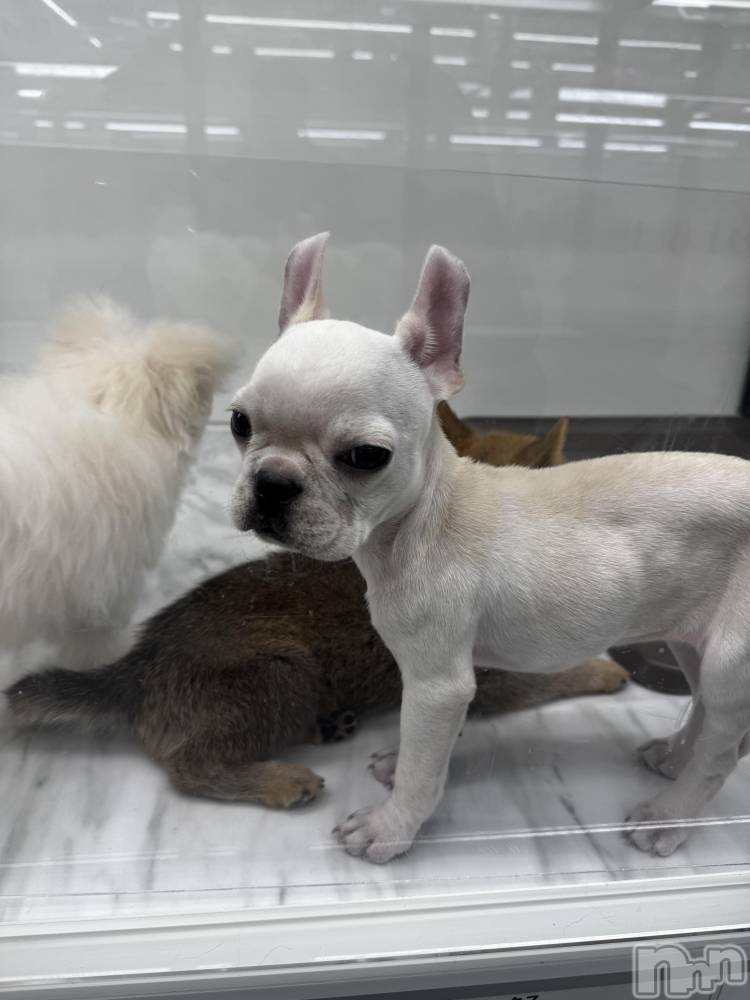 ƲХ顦clubTiara(ƥ) ߤ111̥֥֤