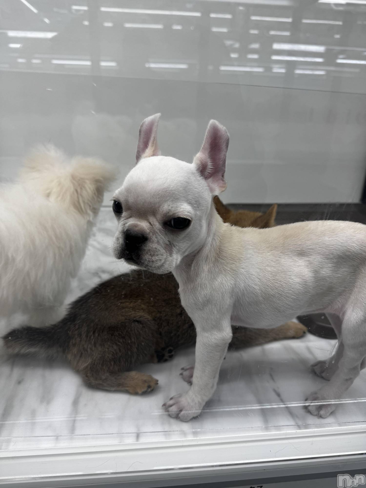 ƲХ顦clubTiara(ƥ) 2025ǯ111̥֥֤