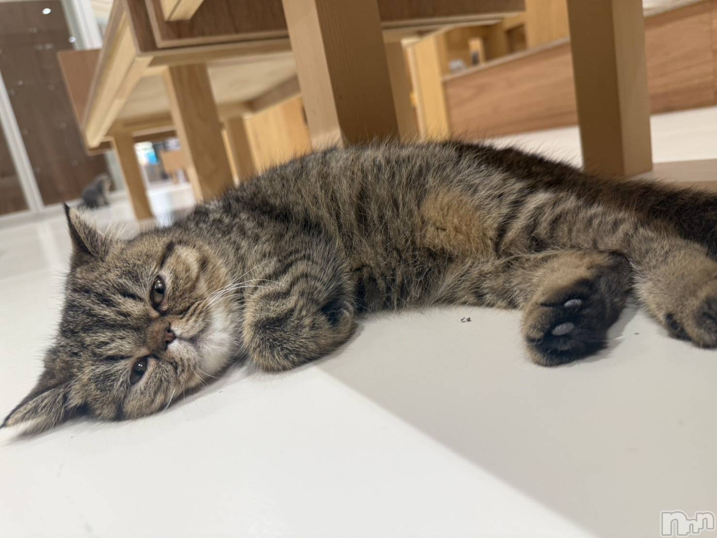 ��Ʋ����Х��顦�����clubTiara(�ƥ�����) ��2025ǯ11��8���̥�֥����֤����