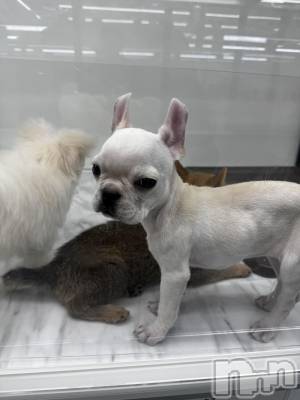 ƲХ顦clubTiara(ƥ) (20)111̥֥֤