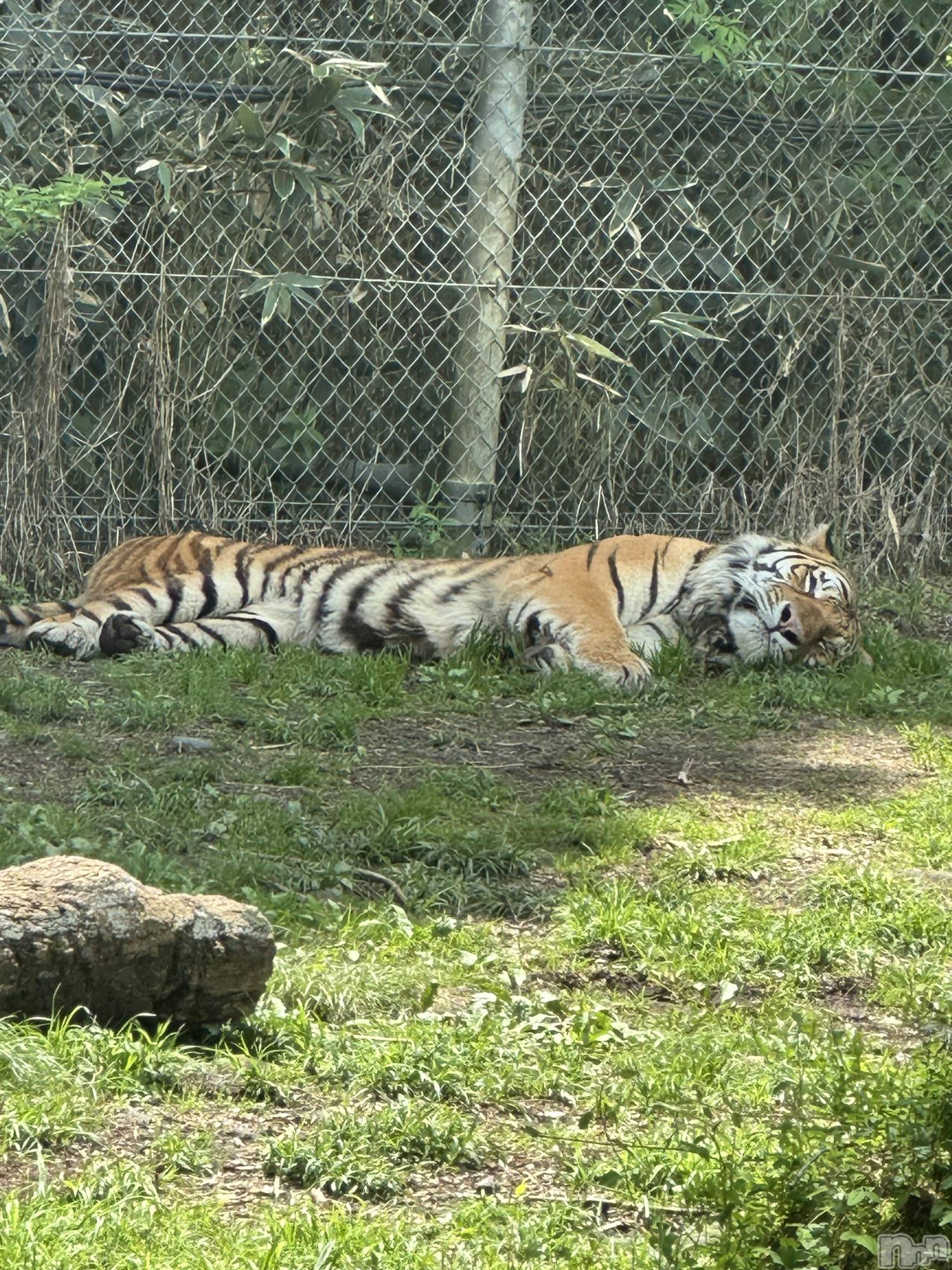 ��ˬ����Х��顦�����CLUB Red(����� ��å�) ��2025ǯ5��15���̥�֥����ֲİ����ä�����♡��