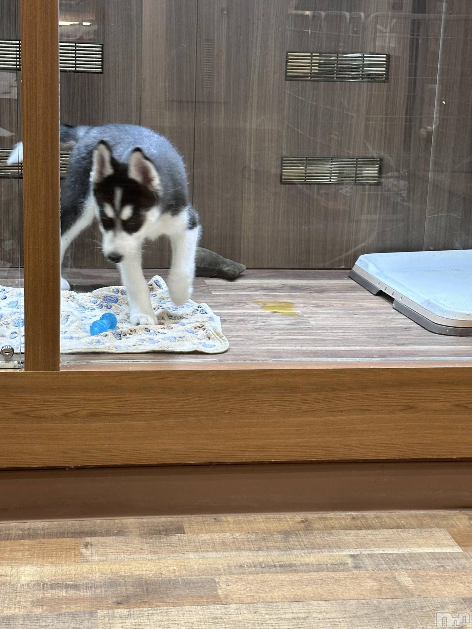 ��ˬ����Х��顦�����CLUB Red(����� ��å�) ��2025ǯ6��4���̥�֥����ֺǶ�ϥ��������ƻ��������ʤ�ޤ�����