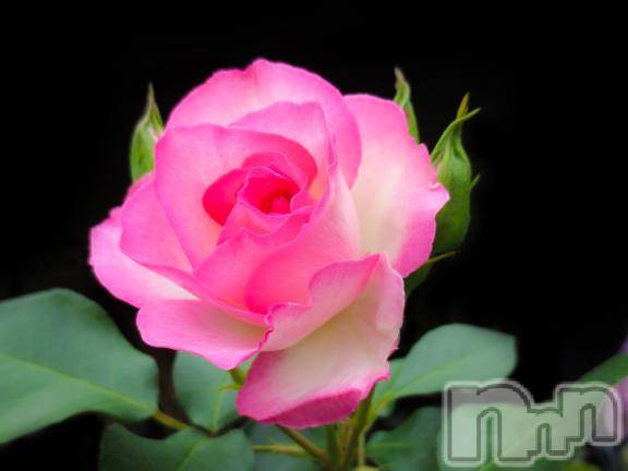 新潟デリヘル新潟人妻　2nd Wife(セカンドワイフ) 体験。ひまり奥様(32)の1月21日写メブログ「お礼」