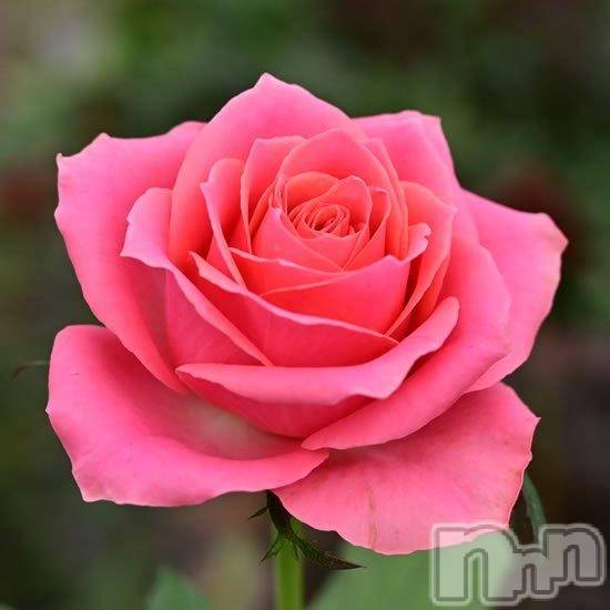 新潟デリヘル新潟人妻　2nd Wife(セカンドワイフ) 体験。ひまり奥様(32)の1月28日写メブログ「お礼」