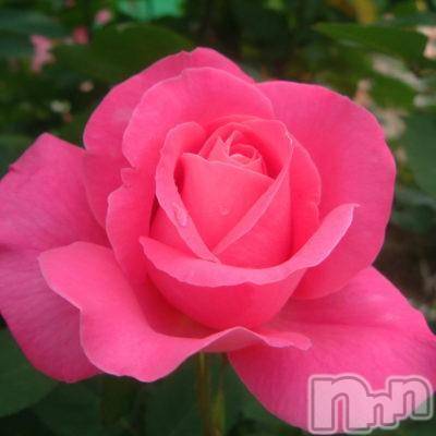 新潟デリヘル新潟人妻　2nd Wife(セカンドワイフ) 体験。ひまり奥様(32)の2月6日写メブログ「お礼」