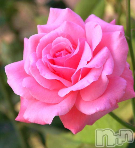 新潟デリヘル新潟人妻　2nd Wife(セカンドワイフ) 体験。ひまり奥様(32)の2月12日写メブログ「お礼」