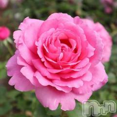 新潟デリヘル新潟人妻　2nd Wife(セカンドワイフ) 体験。ひまり奥様(32)の4月9日写メブログ「お礼」