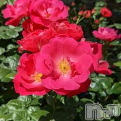 新潟デリヘル新潟人妻　2nd Wife(セカンドワイフ) 体験。ひまり奥様(32)の2月21日写メブログ「お礼」