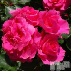 新潟デリヘル新潟人妻　2nd Wife(セカンドワイフ) 体験。ひまり奥様(32)の3月13日写メブログ「お礼」