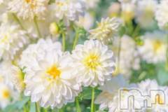 新潟デリヘル新潟人妻　2nd Wife(セカンドワイフ) 体験。ひまり奥様(32)の3月14日写メブログ「お礼」