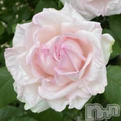 新潟デリヘル新潟人妻　2nd Wife(セカンドワイフ) 体験。ひまり奥様(32)の4月3日写メブログ「お礼」