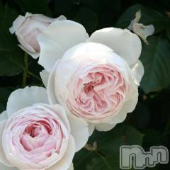 新潟デリヘル新潟人妻　2nd Wife(セカンドワイフ) 体験。ひまり奥様(32)の4月11日写メブログ「お礼」