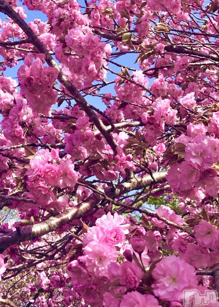 上越デリヘルらぶ妻　～新潟の人妻が集う店～(ラブツマ) 水月とうこ★透明感◎(46)の4月24日写メブログ「🌷お知らせです🌷」