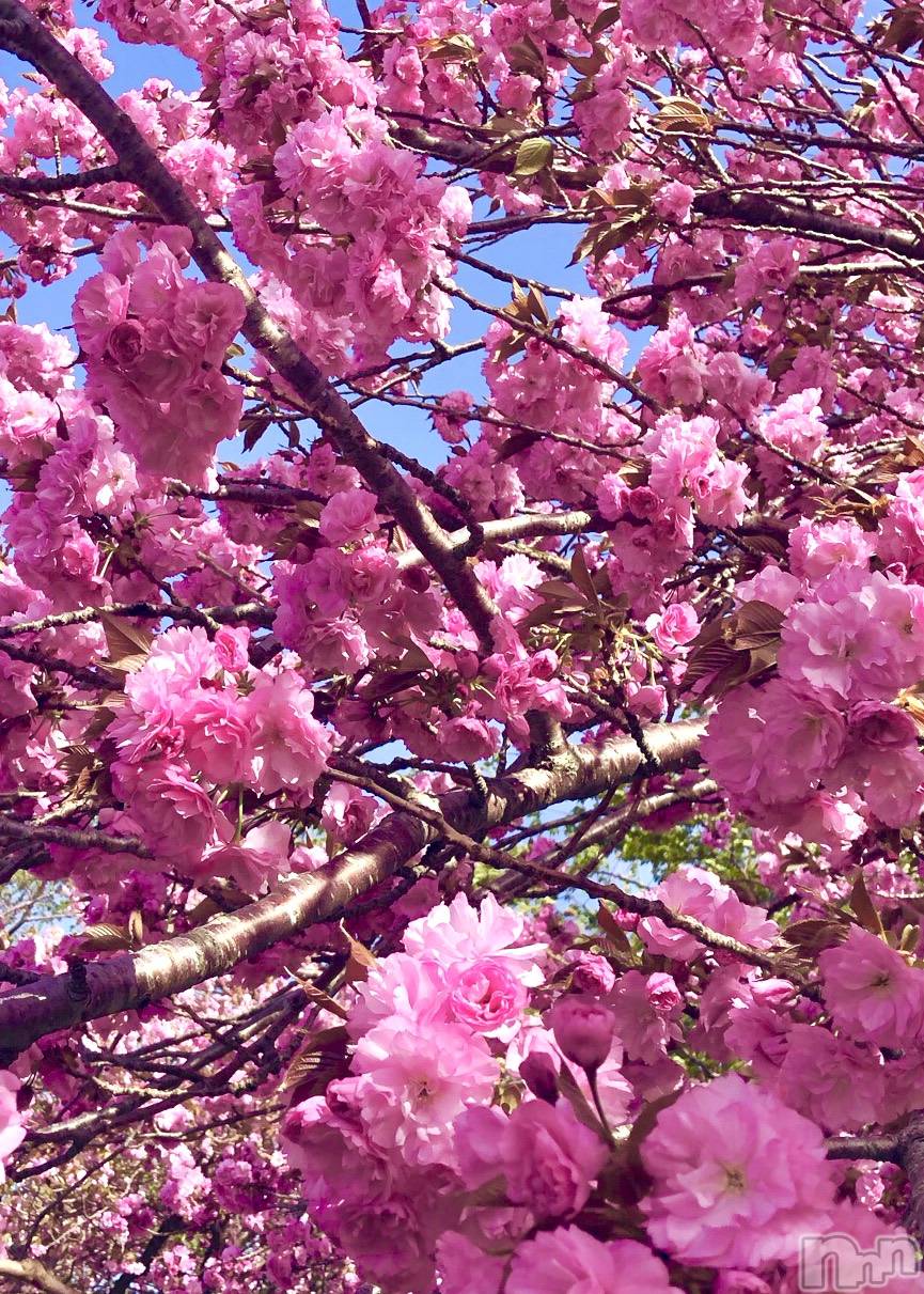 上越デリヘルらぶ妻　～新潟の人妻が集う店～(ラブツマ)水月とうこ★透明感◎(46)の2026年4月24日写メブログ「🌷お知らせです🌷」