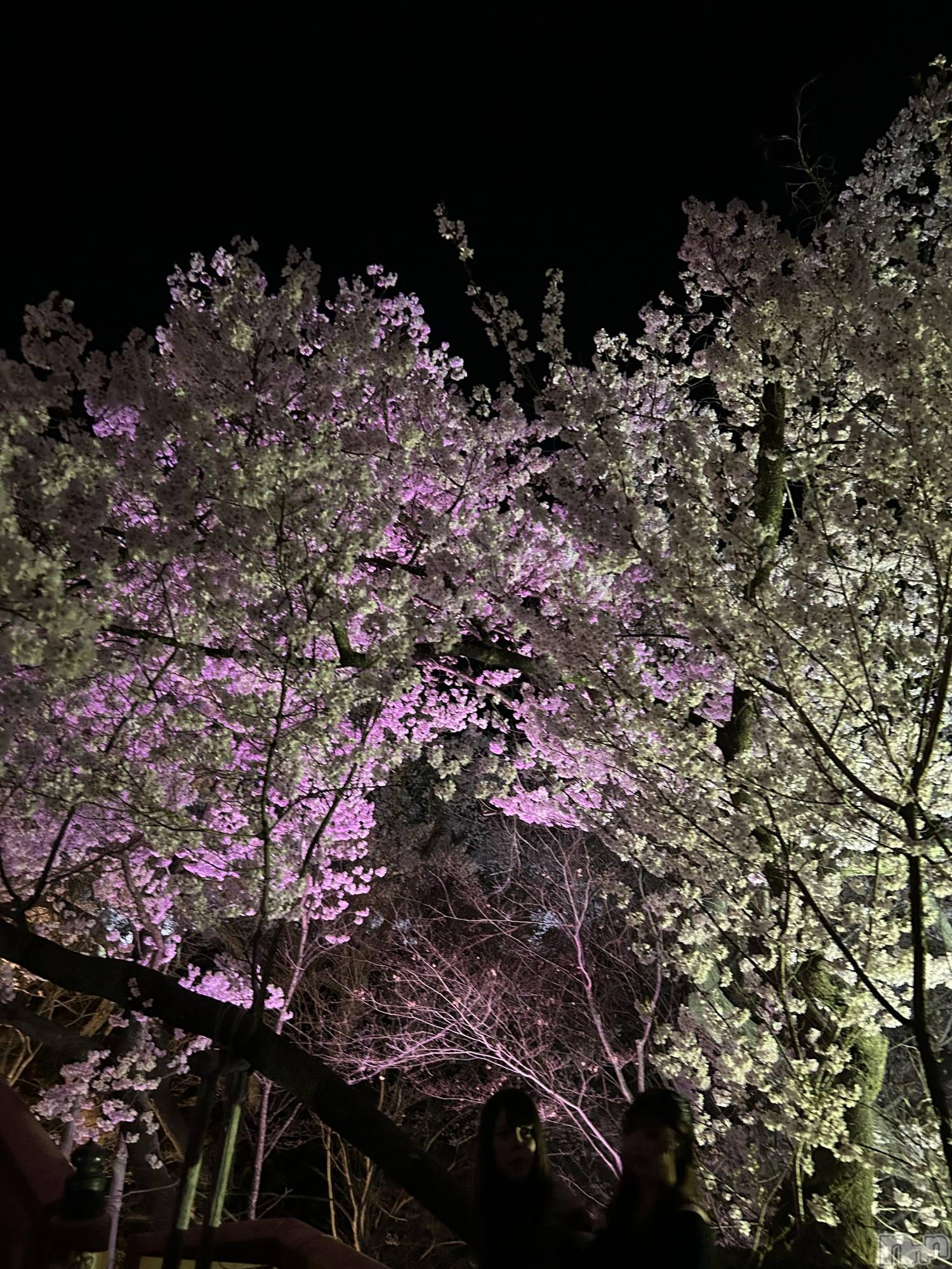 ��ë����Х��顦�����CLUB��Paladin(����֡��ѥ�ǥ���) ��2025ǯ4��17���̥�֥�����🌸🌃💗��