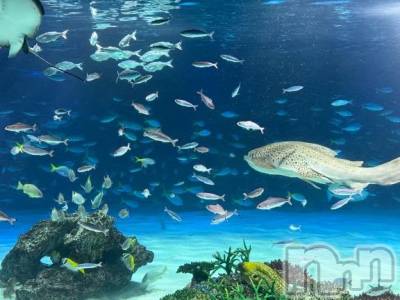 新潟デリヘル 新潟市鳥屋野潟ちゃんこ(ニイガタシトヤノガタチャンコ) ここ(21)の11月23日写メブログ「憧れの場所に到着っ✨🐬」