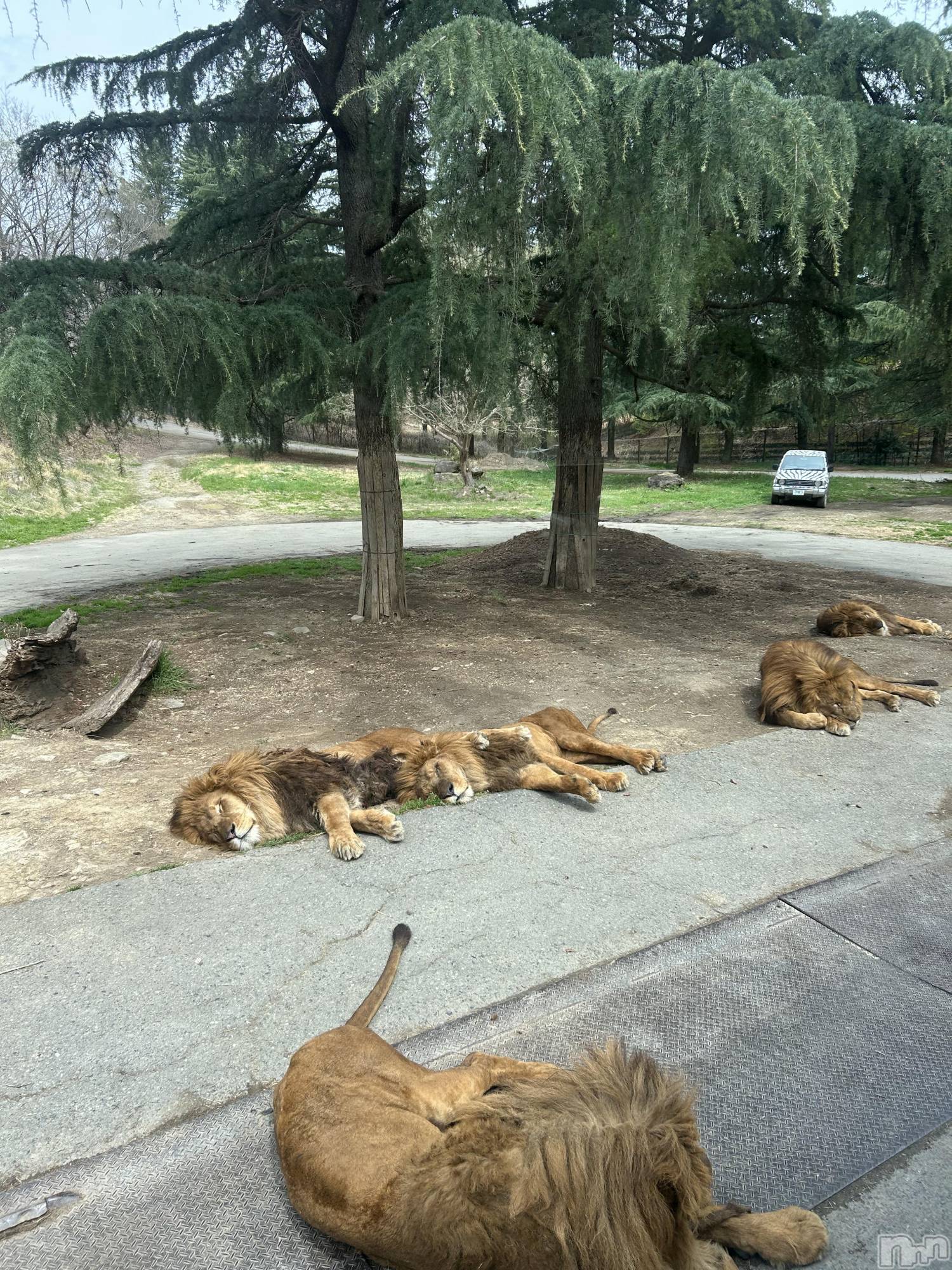 ��Ʋ����Х��顦�����Lounge Veranda(�饦�󥸥٥���) ��2026ǯ4��6���̥�֥����֤����