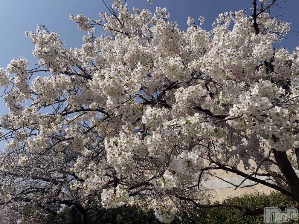 新潟メンズエステあろまえすて＠新潟(アロマエステアットニイガタ) 恋＊れん(28)の3月29日写メブログ「ひとあしおさきに💨」