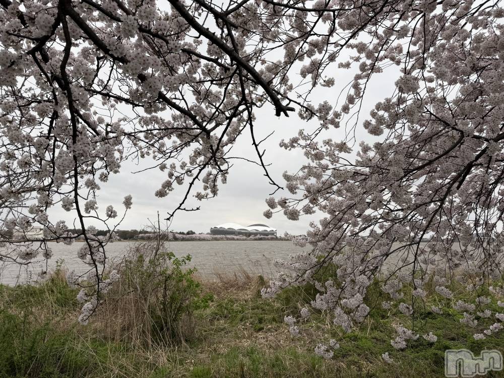 新潟メンズエステあろまえすて＠新潟(アロマエステアットニイガタ) 恋＊れん(28)の4月8日写メブログ「🦢」