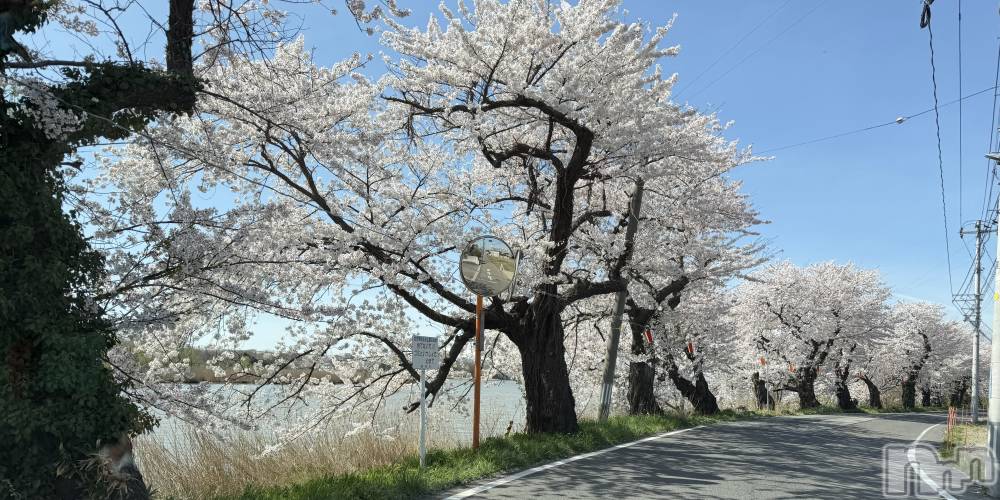 新潟メンズエステあろまえすて＠新潟(アロマエステアットニイガタ) 恋＊れん(28)の4月9日写メブログ「🌸🩵」