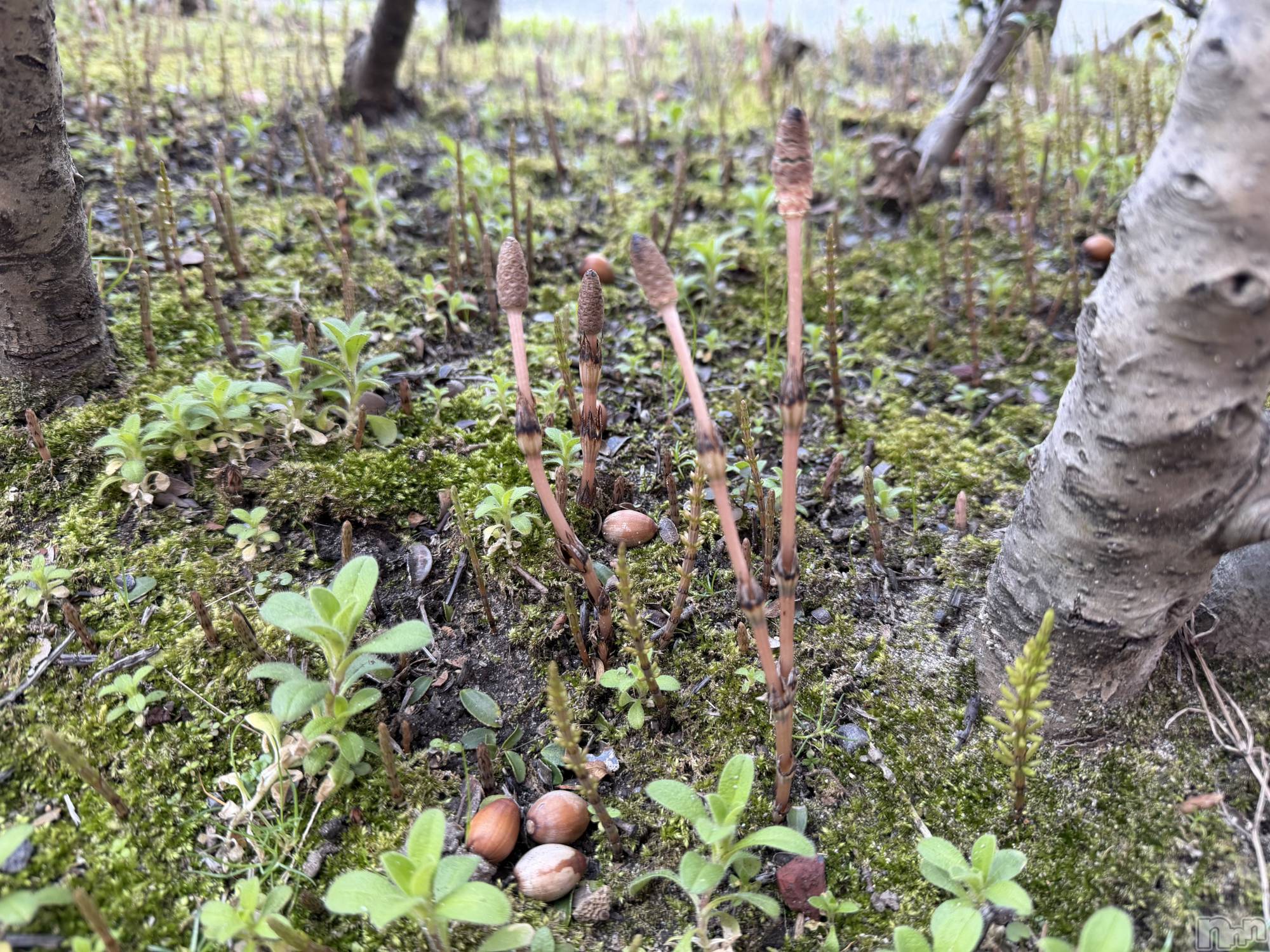 新潟メンズエステあろまえすて＠新潟(アロマエステアットニイガタ)恋＊れん(28)の2026年3月18日写メブログ「見つけちゃった🫶」