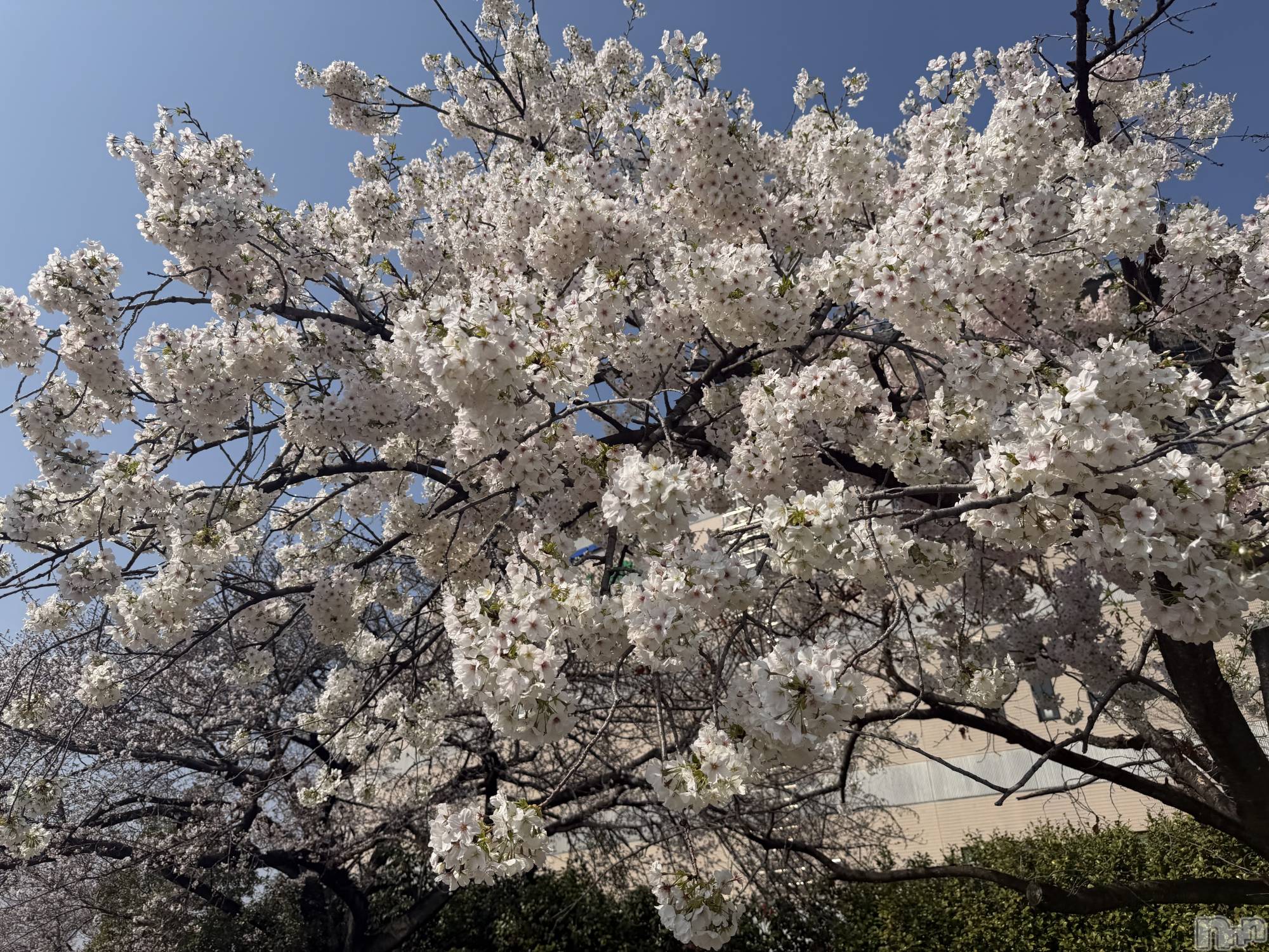 新潟メンズエステあろまえすて＠新潟(アロマエステアットニイガタ)恋＊れん(28)の2026年3月29日写メブログ「ひとあしおさきに💨」