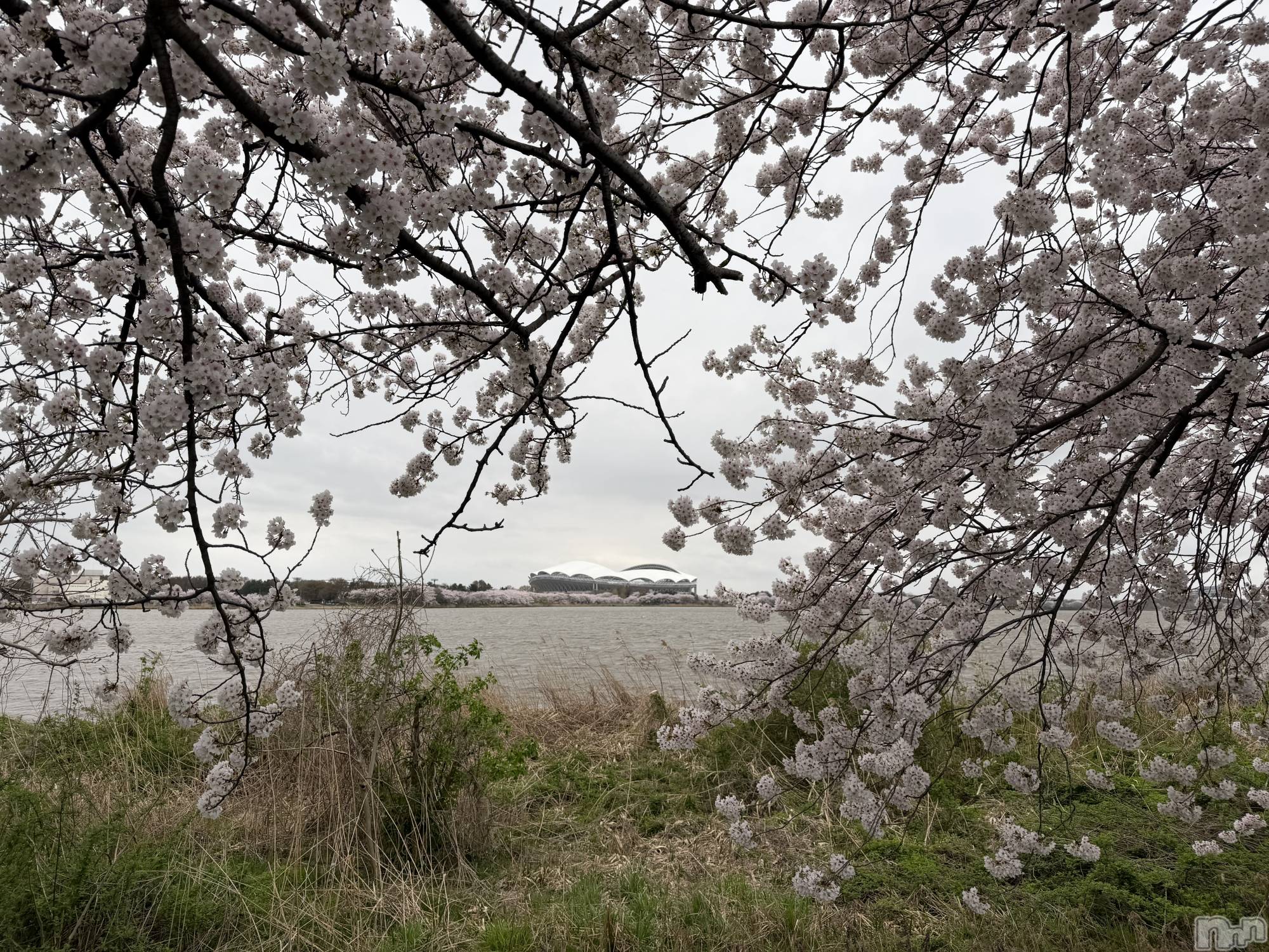 新潟メンズエステあろまえすて＠新潟(アロマエステアットニイガタ)恋＊れん(28)の2026年4月8日写メブログ「🦢」