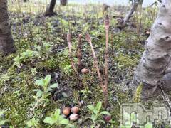 新潟メンズエステあろまえすて＠新潟(アロマエステアットニイガタ) 恋＊れん(28)の3月18日写メブログ「見つけちゃった🫶」