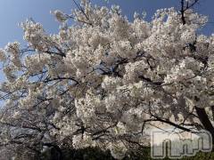 新潟メンズエステあろまえすて＠新潟(アロマエステアットニイガタ) 恋＊れん(28)の3月29日写メブログ「ひとあしおさきに💨」