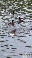 新潟メンズエステあろまえすて＠新潟(アロマエステアットニイガタ) 恋＊れん(28)の5月5日動画「🦆🍞」