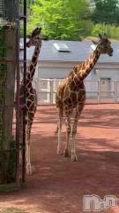 新潟メンズエステあろまえすて＠新潟(アロマエステアットニイガタ) 恋＊れん(28)の4月30日動画「✱お知らせ✱」