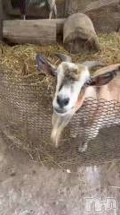 新潟メンズエステあろまえすて＠新潟(アロマエステアットニイガタ) 恋＊れん(28)の5月29日動画「いちご狩り🍓」