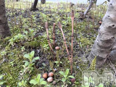 新潟メンズエステ あろまえすて＠新潟(アロマエステアットニイガタ) 恋＊れん(28)の3月18日写メブログ「見つけちゃった🫶」