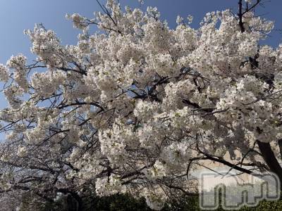 新潟メンズエステ あろまえすて＠新潟(アロマエステアットニイガタ) 恋＊れん(28)の3月29日写メブログ「ひとあしおさきに💨」