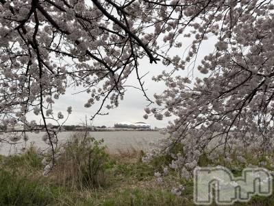 新潟メンズエステ あろまえすて＠新潟(アロマエステアットニイガタ) 恋＊れん(28)の4月8日写メブログ「🦢」