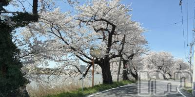 新潟メンズエステ あろまえすて＠新潟(アロマエステアットニイガタ) 恋＊れん(28)の4月9日写メブログ「🌸🩵」