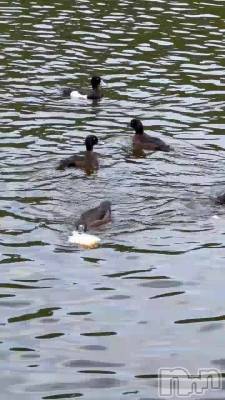 🦆🍞