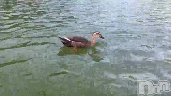 新潟メンズエステあろまえすて＠新潟(アロマエステアットニイガタ) 恋＊れん(28)の8月26日動画「」