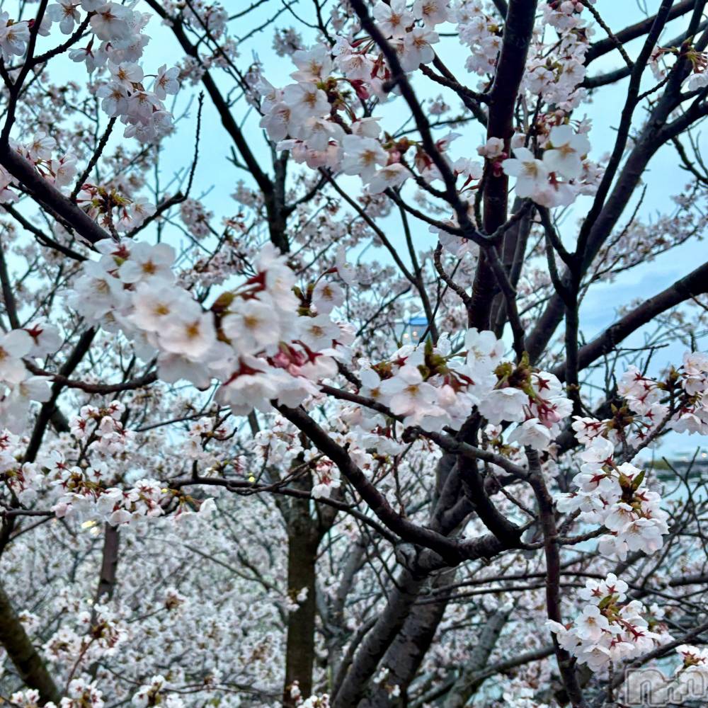 ĮХ顦club Diana(֥ǥ) ꤫411ֺ̥֥🌸🍃