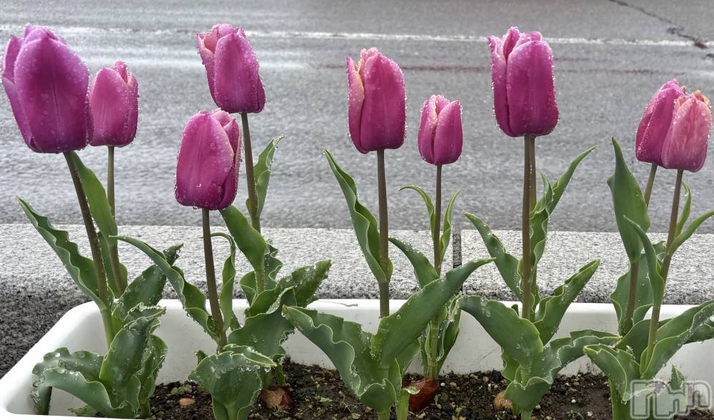 ĮХ顦club Diana(֥ǥ) ꤫415̥֥֥塼å*.🌷.*