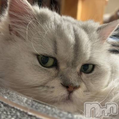 ĮХ顦club Diana(֥ǥ) ꤫210̥֥֤ͤե🐈🐾