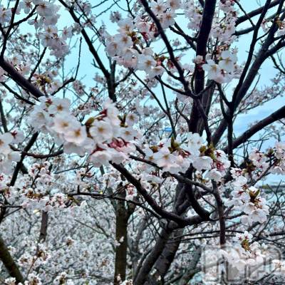 ĮХ顦club Diana(֥ǥ) ꤫411ֺ̥֥🌸🍃