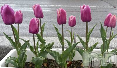 ĮХ顦club Diana(֥ǥ) ꤫415̥֥֥塼å*.🌷.*
