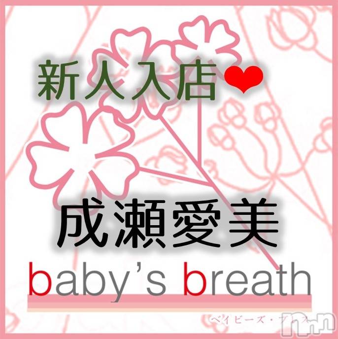 㡦ȯĥꥢ󥺥baby's breath(٥ӡ ֥쥹) ڿۤ͡25̥֥֤ꤤޤǤ