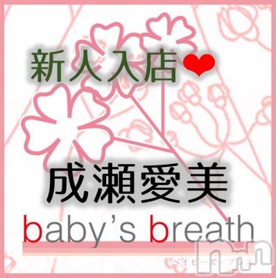 㡦ȯĥꥢ󥺥baby's breath(٥ӡ ֥쥹) ڿۤ͡25̥֥֤ꤤޤǤ